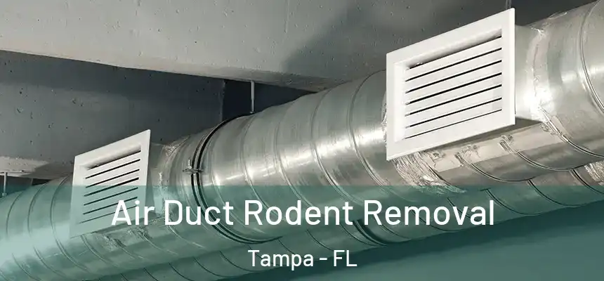 Air Duct Rodent Removal Tampa - FL