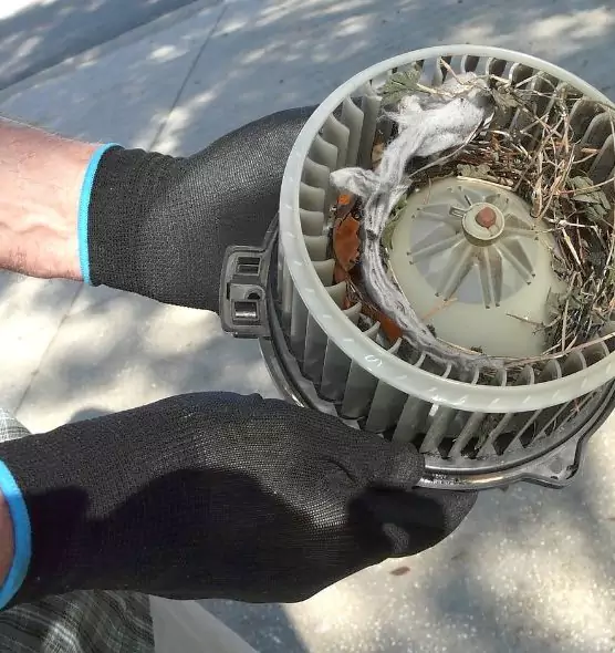 About Air Duct Rat Removal in Tampa, FL